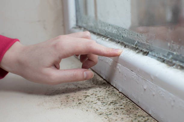 Best Emergency Mold Remediation  in Goodview, MN